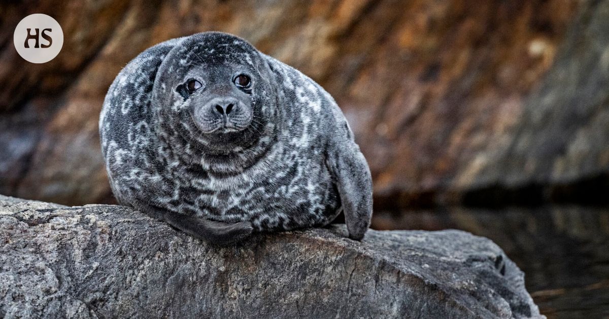 Saimaannorppakanta kasvaa, mutta jos niitä ei kuolisi kalanpyydyksiin, kasvu voisi olla jopa lähes kaksinkertaista