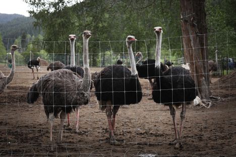 Universal-strutsitilalla teurastetaan yli 300 lintua.