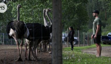 Lintutilalta löytyi lintuinfluenssaa, 300 strutsia teurastetaan