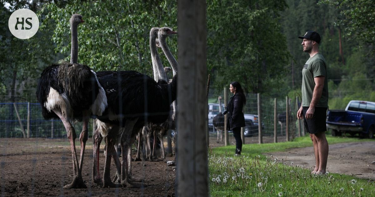 Lintutilalta löytyi lintuinfluenssaa, 300 strutsia teurastetaan