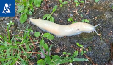 Kelmeä otus mateli kotipihassa Tampereella – Luontotohtori kertoo sen väristä