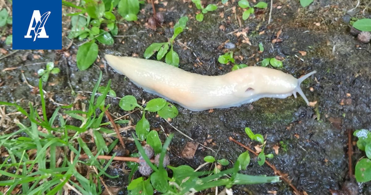 Kelmeä otus mateli kotipihassa Tampereella – Luontotohtori kertoo sen väristä