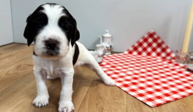 Pentuliven pentujen uudet kuvat näyttävät, miten isoja pennuista on tullut kolmessa viikossa | Pentulive