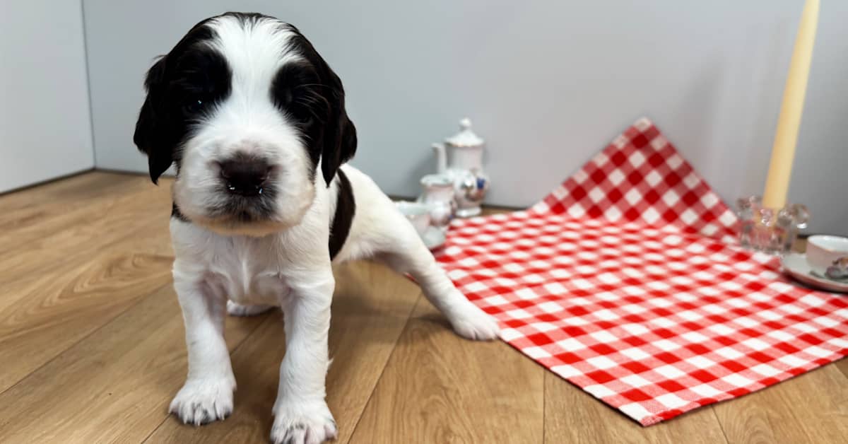 Pentuliven pentujen uudet kuvat näyttävät, miten isoja pennuista on tullut kolmessa viikossa | Pentulive