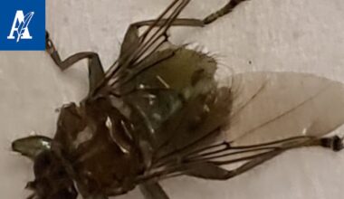 Tämä inhottavan näköinen kärpänen ei ime verta ihmisestä