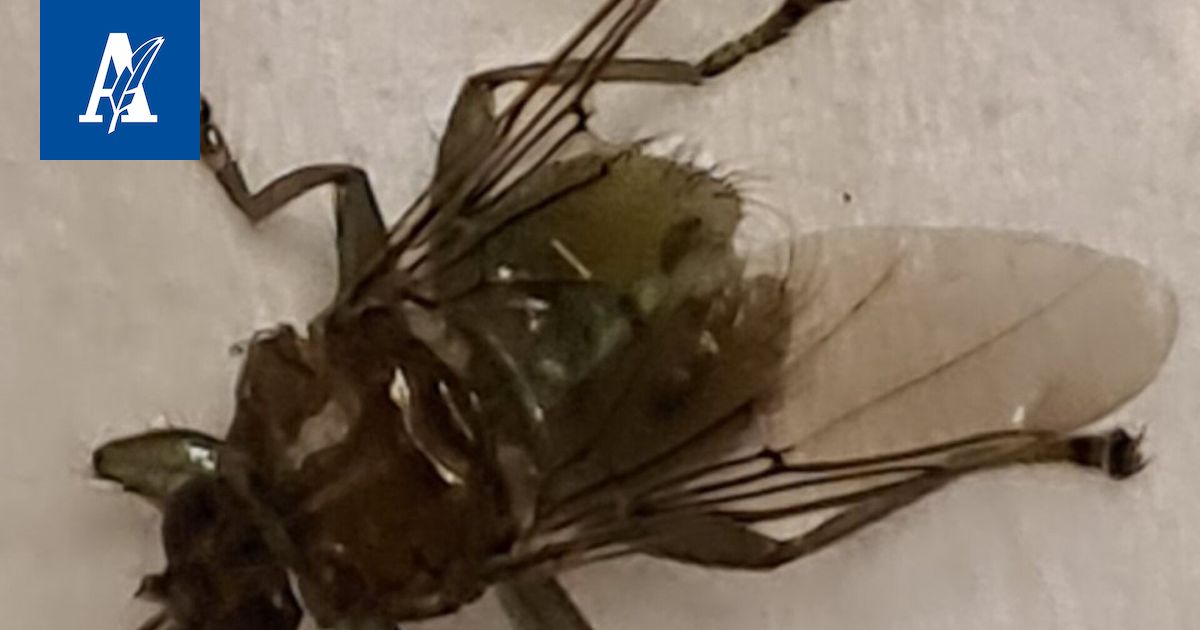 Tämä inhottavan näköinen kärpänen ei ime verta ihmisestä