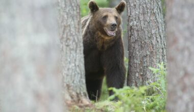 Nallet valvovat läpi talven Suomea etelämpänä - Metsä