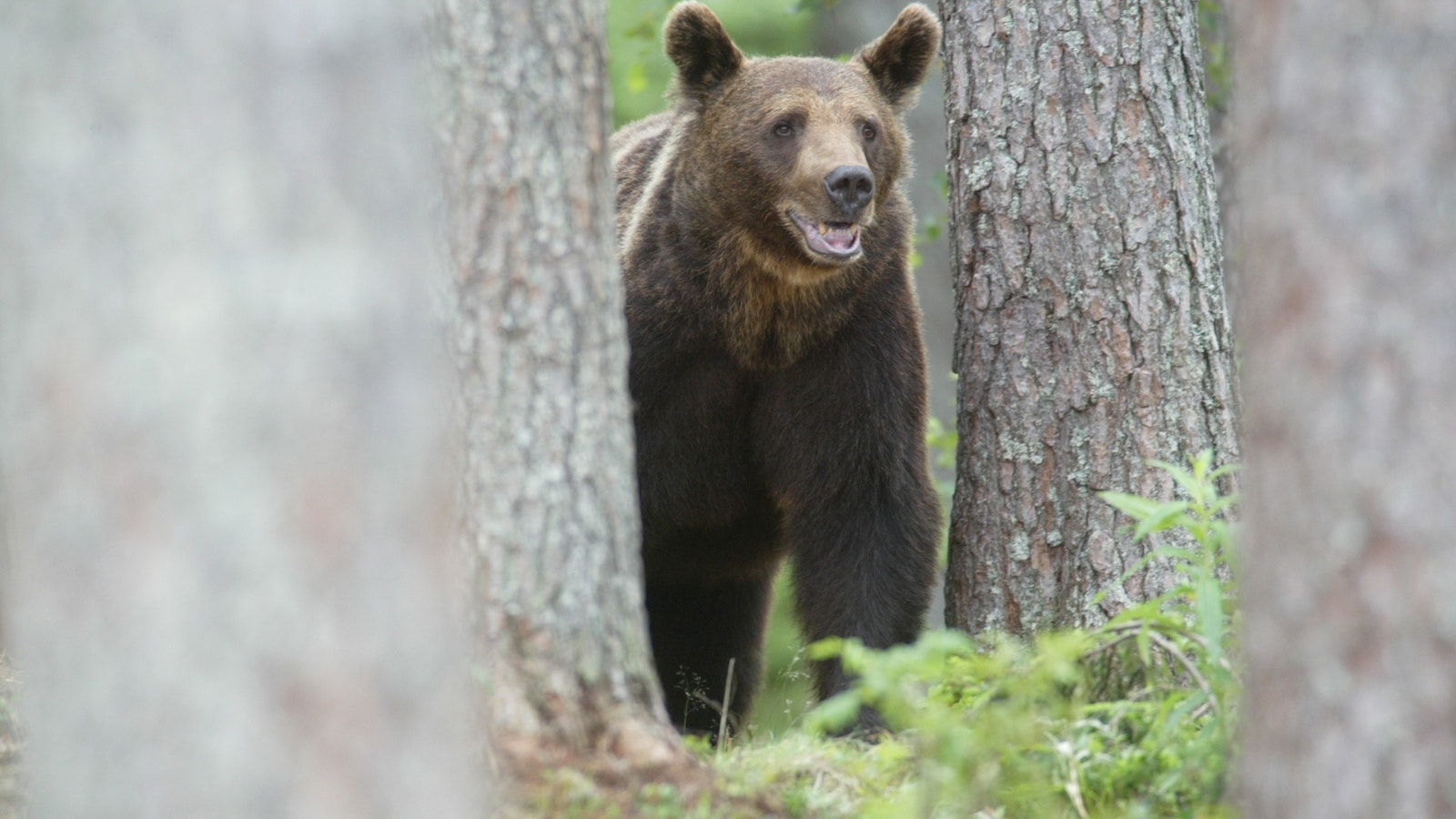 Nallet valvovat läpi talven Suomea etelämpänä - Metsä