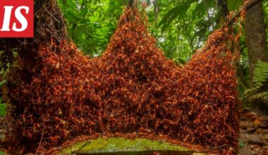 Erittäin vaarallinen tulimuurahainen on löydetty Euroopasta