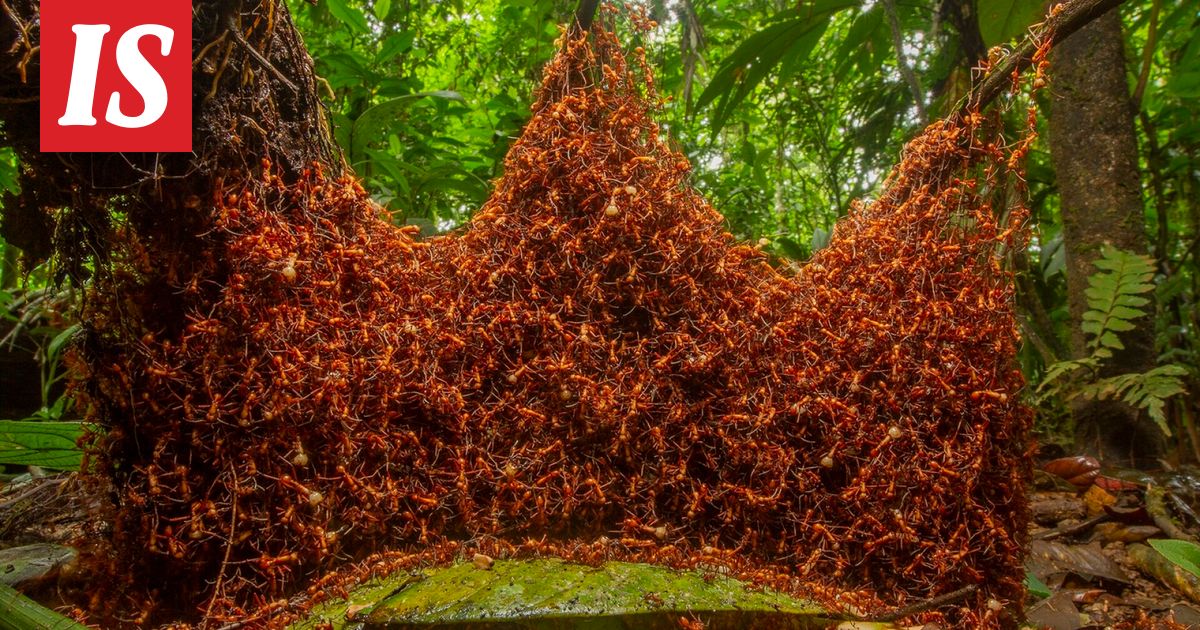Erittäin vaarallinen tulimuurahainen on löydetty Euroopasta