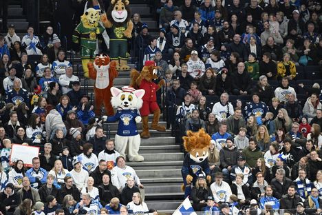 Leijonat kiinnostaa yhä kansaa.