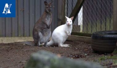 Harvinainen albiinokenguru löysi kodin Akaasta – Nyt perheessä odotetaan jo uutta vauvaa ja yhteisiä joogahetkiä
