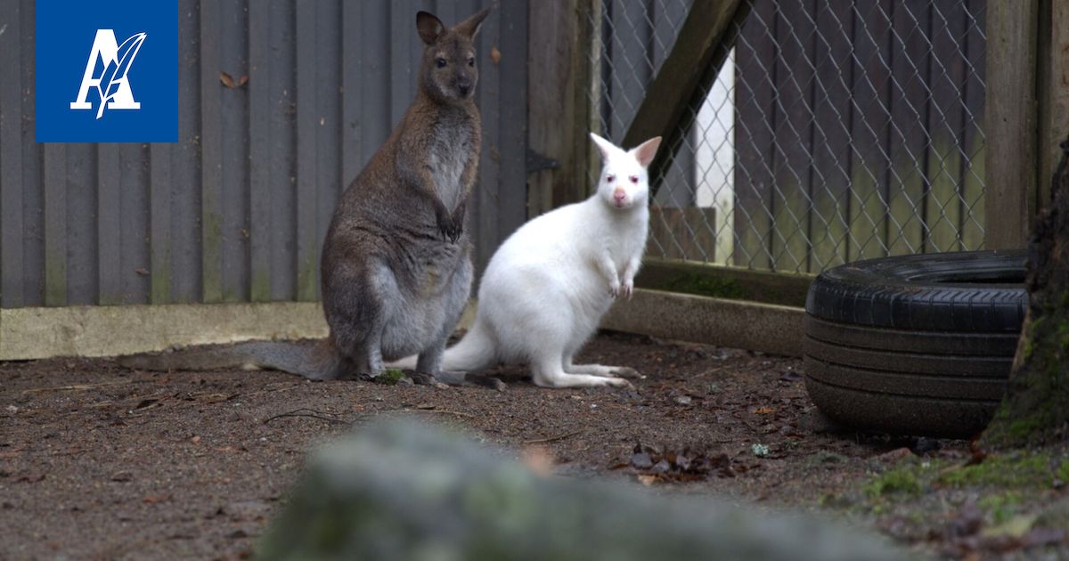 Harvinainen albiinokenguru löysi kodin Akaasta – Nyt perheessä odotetaan jo uutta vauvaa ja yhteisiä joogahetkiä