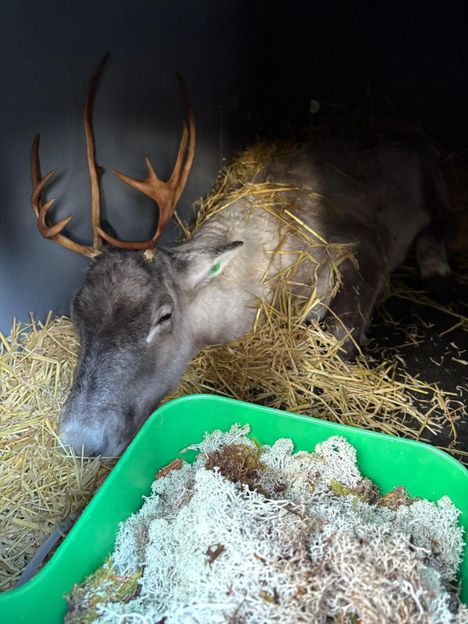 Metsäpeurahirvas oli valmiina Helsingin matkaa varten.