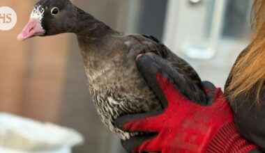 Eläimiä siirrettiin Ähtäristä Korkeasaareen | HS.fi