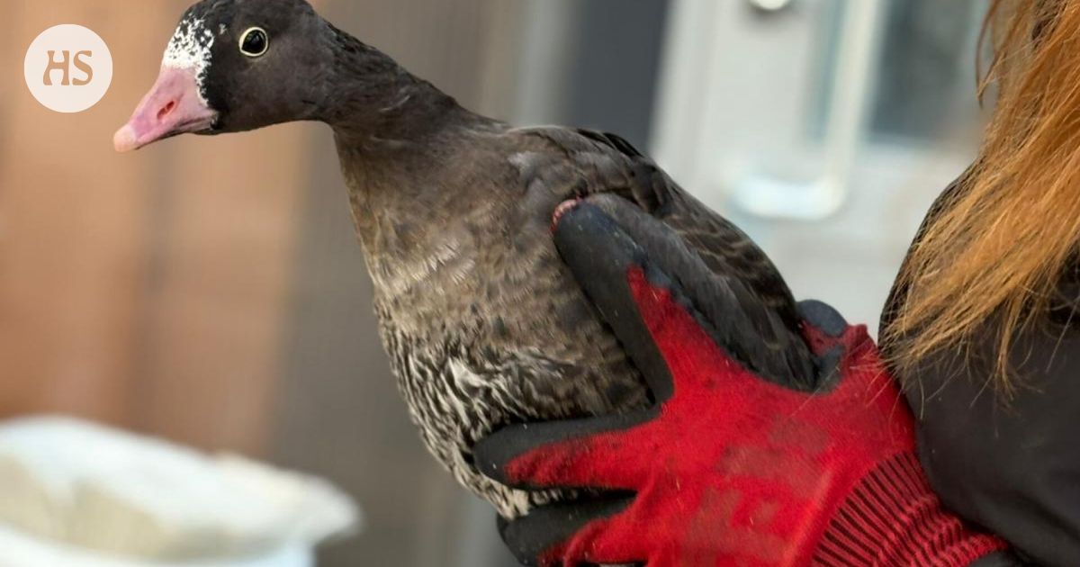 Eläimiä siirrettiin Ähtäristä Korkeasaareen | HS.fi