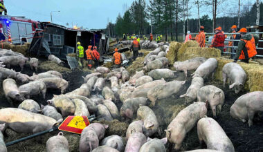 Poliisilla alustava käsitys sikarekan onnettomuudesta Kurikassa – ensin kaatui perävaunu, sitten vetoauto | Etelä-Pohjanmaa