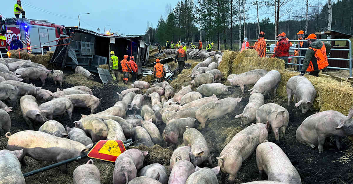Poliisilla alustava käsitys sikarekan onnettomuudesta Kurikassa – ensin kaatui perävaunu, sitten vetoauto | Etelä-Pohjanmaa