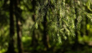 Helsingin kaupunki kaataa Keskuspuiston puita turvallisuussyistä | Uusimaa