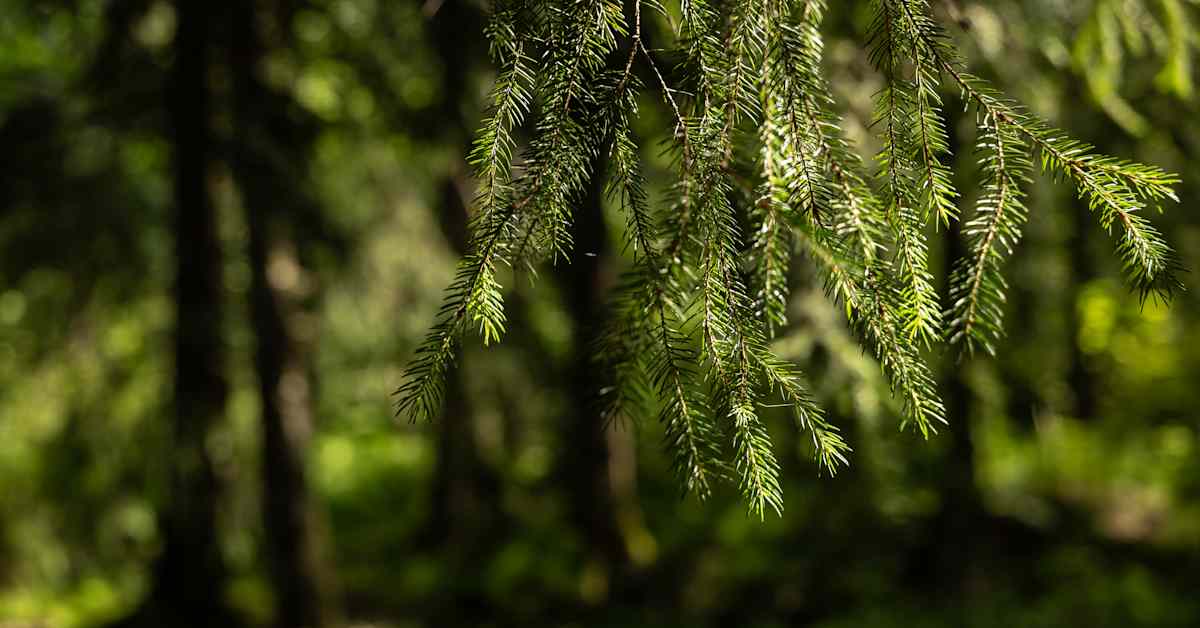 Helsingin kaupunki kaataa Keskuspuiston puita turvallisuussyistä | Uusimaa