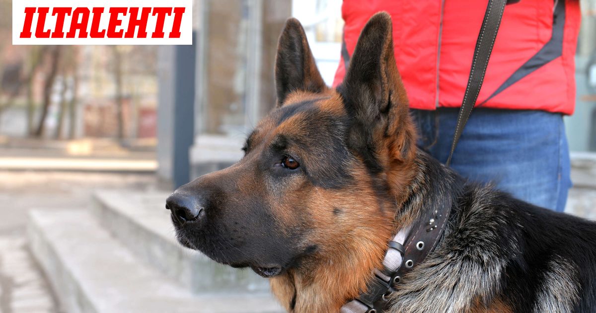 Gigantti myi laittomia tuotteita ja teki äkkiliikkeen – Tästä on kyse