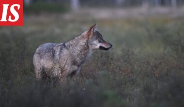 Metsästäjä ampui koiransa kimpussa olleen suden Joensuussa