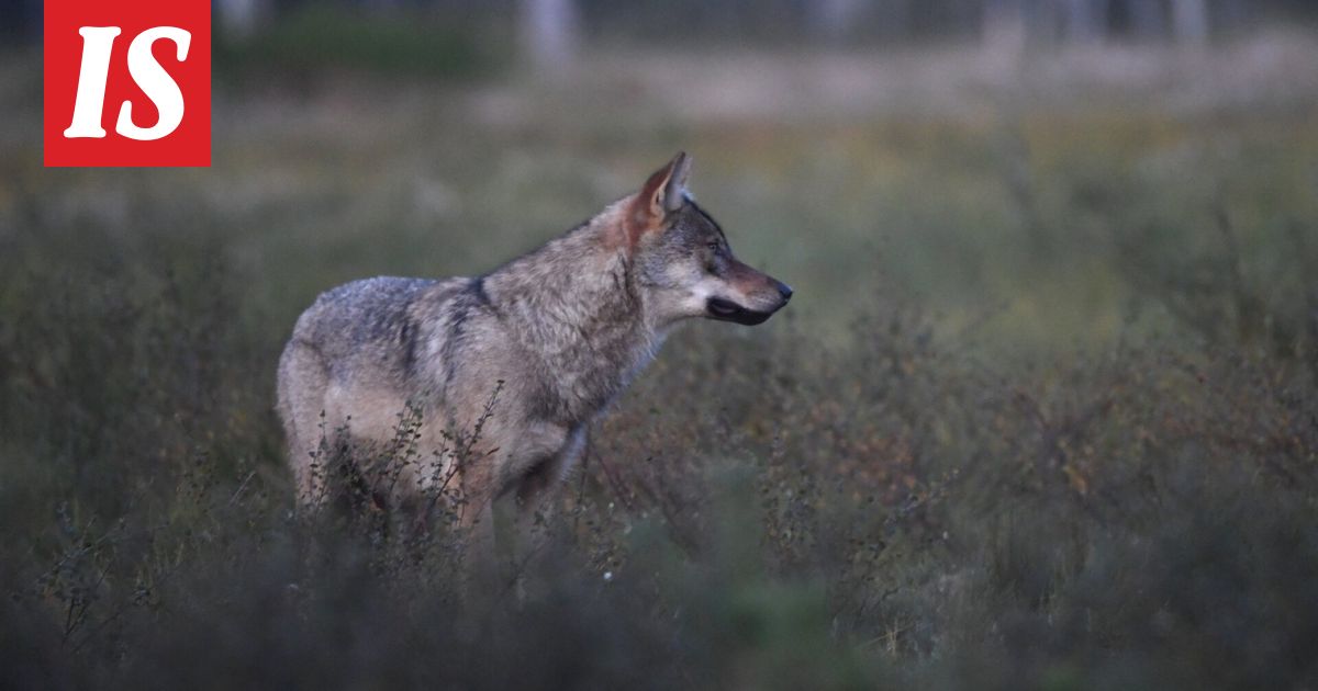 Metsästäjä ampui koiransa kimpussa olleen suden Joensuussa