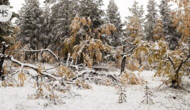 Alkutalvesta on tulossa kylmä, ennustaa Ilmatieteen laitos