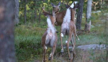 SK: Peura rynni euralaisperheen asuntoon ja aiheutti kaaoksen: ”Kaikki on veressä” - Uutiset kotimaasta ja maailmalta