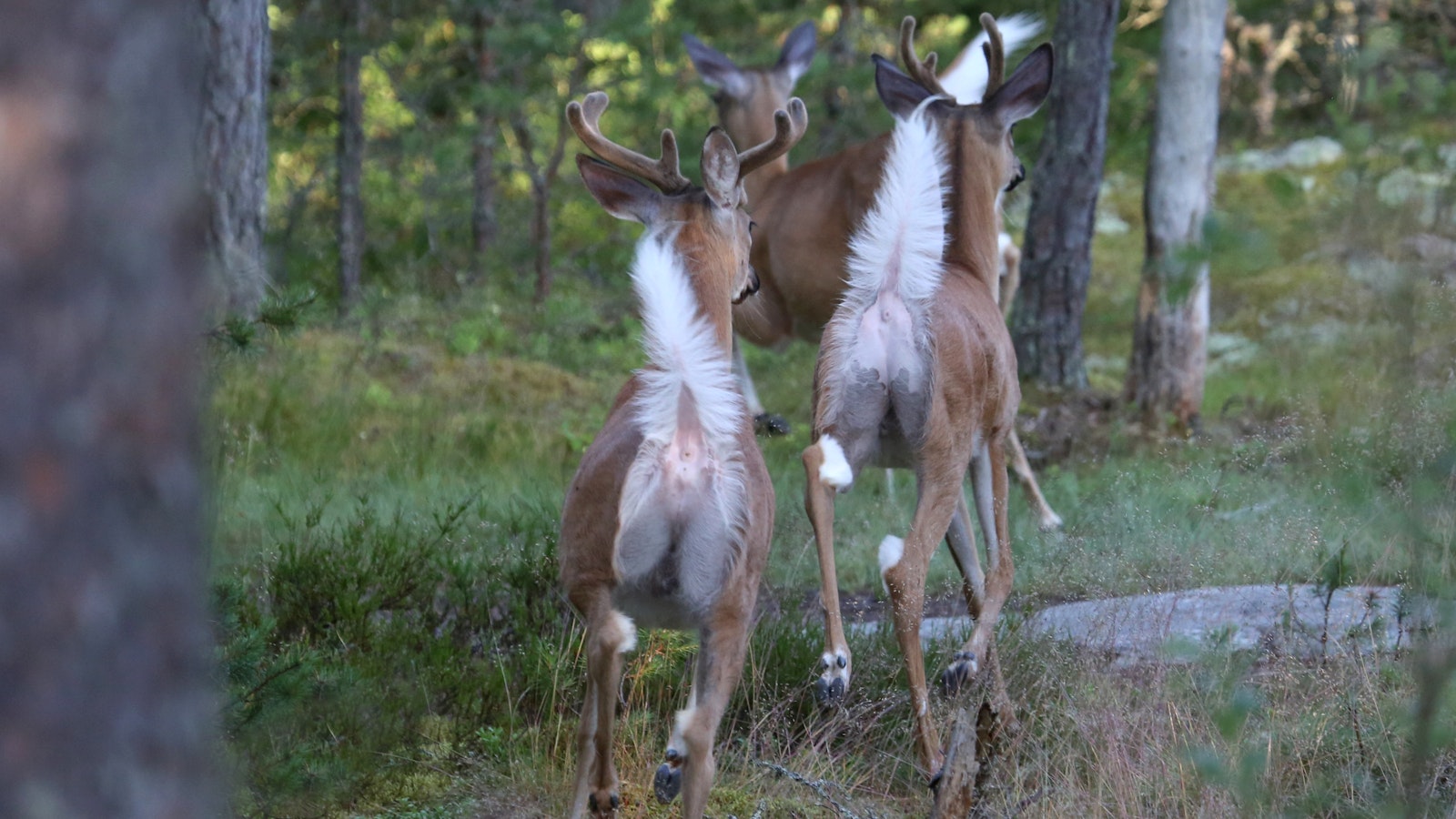SK: Peura rynni euralaisperheen asuntoon ja aiheutti kaaoksen: ”Kaikki on veressä” - Uutiset kotimaasta ja maailmalta