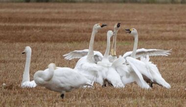 Suomessa on löydetty lyhyessä ajassa useita kuolleita laulujoutsenia – asiantuntija: ”Se on nyt vähän poikkeuk­sellista” | Kotimaa