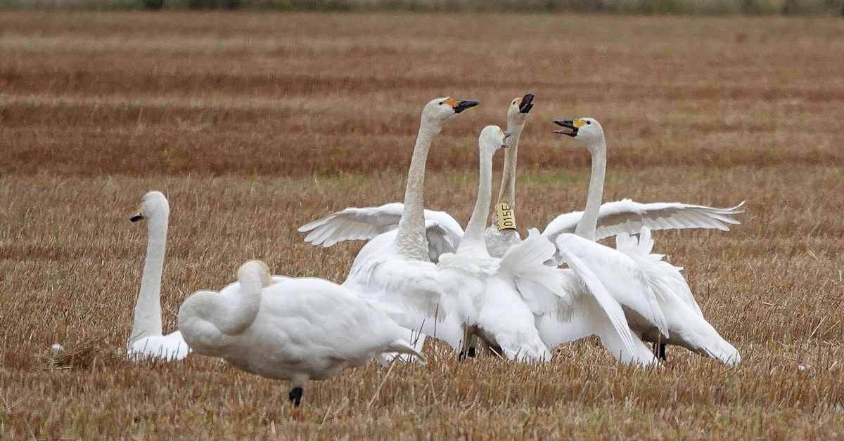 Suomessa on löydetty lyhyessä ajassa useita kuolleita laulujoutsenia – asiantuntija: ”Se on nyt vähän poikkeuk­sellista” | Kotimaa