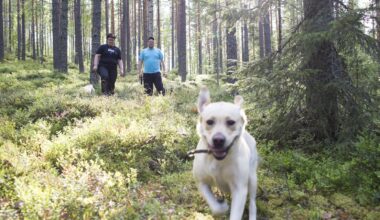 Yliö: Lähiluonto vahvistaa väestön terveyttä ja yhteiskunnan kriisinkestävyyttä – sen saavutettavuus pitää turvata - Mielipide