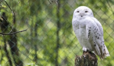 Tunturipöllö kuoli sukupuuttoon Ruotsissa – sama uhka väijyy Suomessa | Luonto