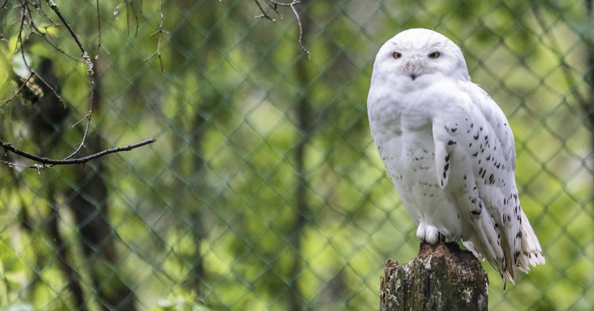 Tunturipöllö kuoli sukupuuttoon Ruotsissa – sama uhka väijyy Suomessa | Luonto