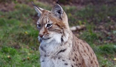 Ilveksien lisääntyminen ei ratkaise supikoiraongelmaa - Metsä