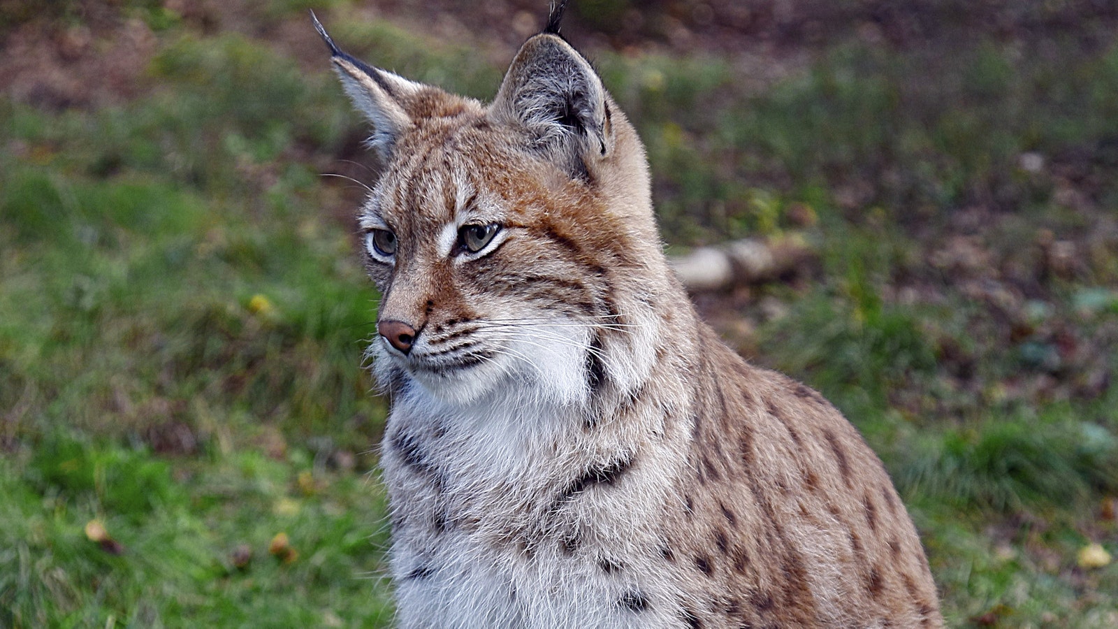 Ilveksien lisääntyminen ei ratkaise supikoiraongelmaa - Metsä