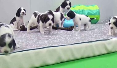 Joka kodista löytyy välineet koiralle tärkeään koulutukseen – näin Pentuliven pennut alkavat totutella ulkomaailmaan | Pentulive