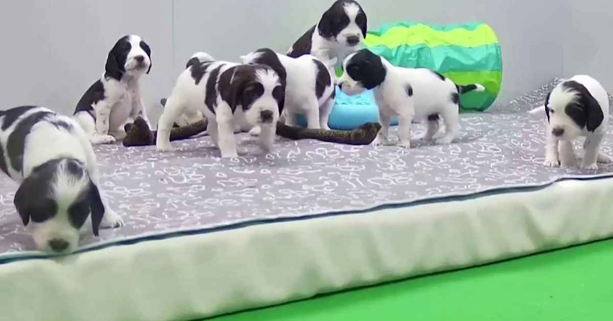 Joka kodista löytyy välineet koiralle tärkeään koulutukseen – näin Pentuliven pennut alkavat totutella ulkomaailmaan | Pentulive