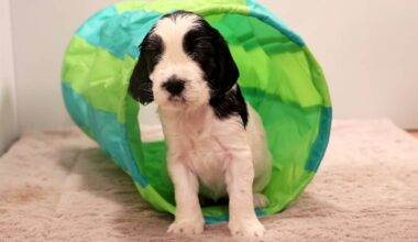 Rakastu Pentuliven pieniin spanieleihin – katso potrettikuvat jo kuukauden vanhoista pennuista | Pentulive