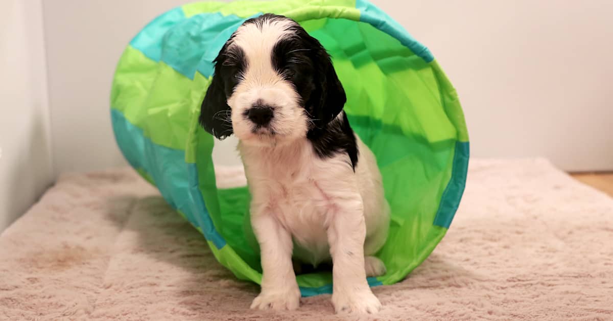 Rakastu Pentuliven pieniin spanieleihin – katso potrettikuvat jo kuukauden vanhoista pennuista | Pentulive