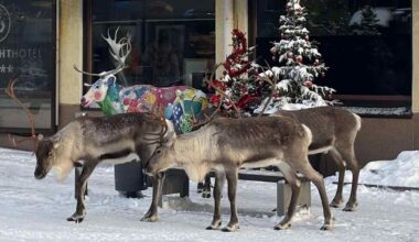 Tämä näky hämmästyttää jopa paikallisia: porot marssivat Rovaniemellä ydinkeskustaan saakka | Lappi
