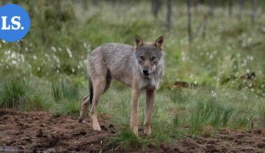 Suden jätösten kerääminen dna-tutkimusta varten alkaa tänään | Uutissuomalainen