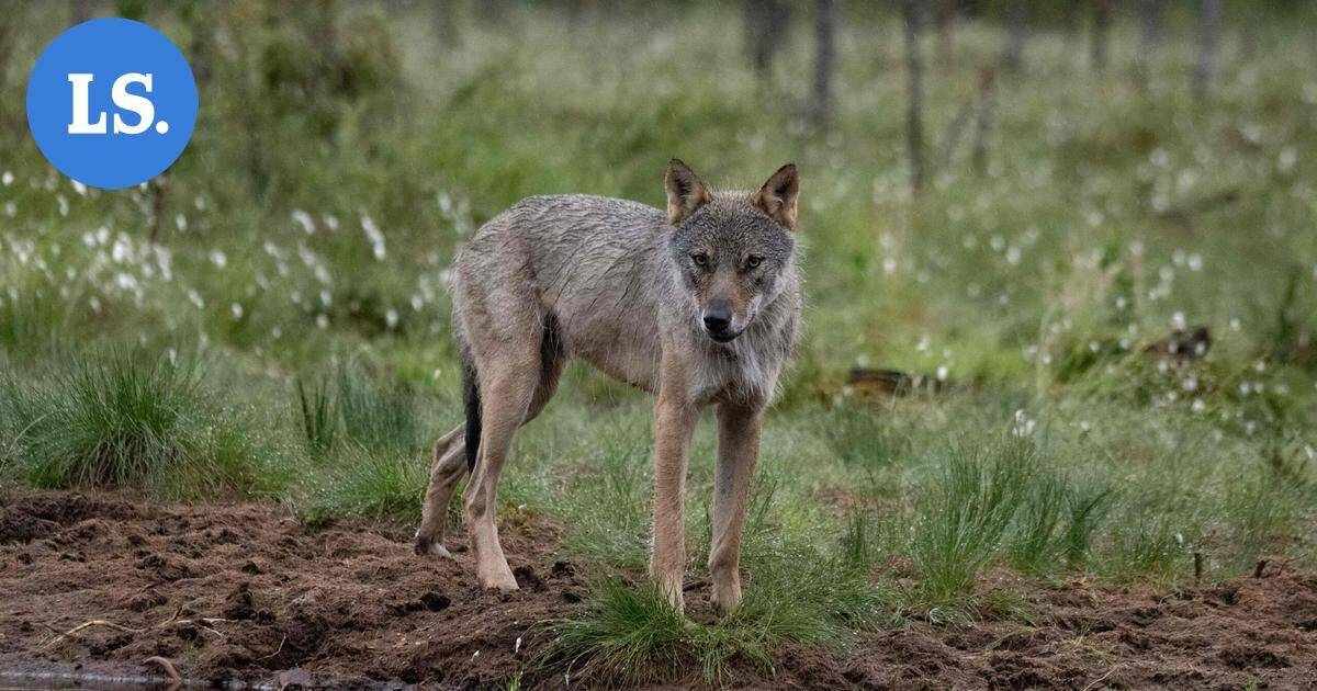 Suden jätösten kerääminen dna-tutkimusta varten alkaa tänään | Uutissuomalainen
