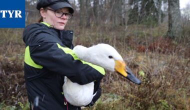 Pelastus | Joutsen räpiköi voimalaitospadolla, toinen nuokkui rannalla henkitoreissaan – Seurasimme pelastusta hetki hetkeltä, katso kuvat ja video - Tyrvään Sanomat