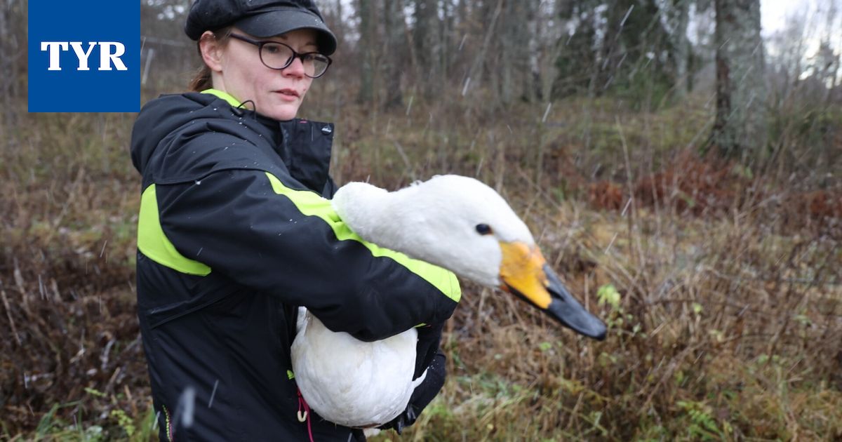 Pelastus | Joutsen räpiköi voimalaitospadolla, toinen nuokkui rannalla henkitoreissaan – Seurasimme pelastusta hetki hetkeltä, katso kuvat ja video - Tyrvään Sanomat