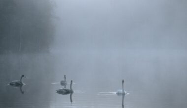 Kauniaisissa pelastusoperaatio: Joutsenen siivessä lentoa haittaava uistin - Koti