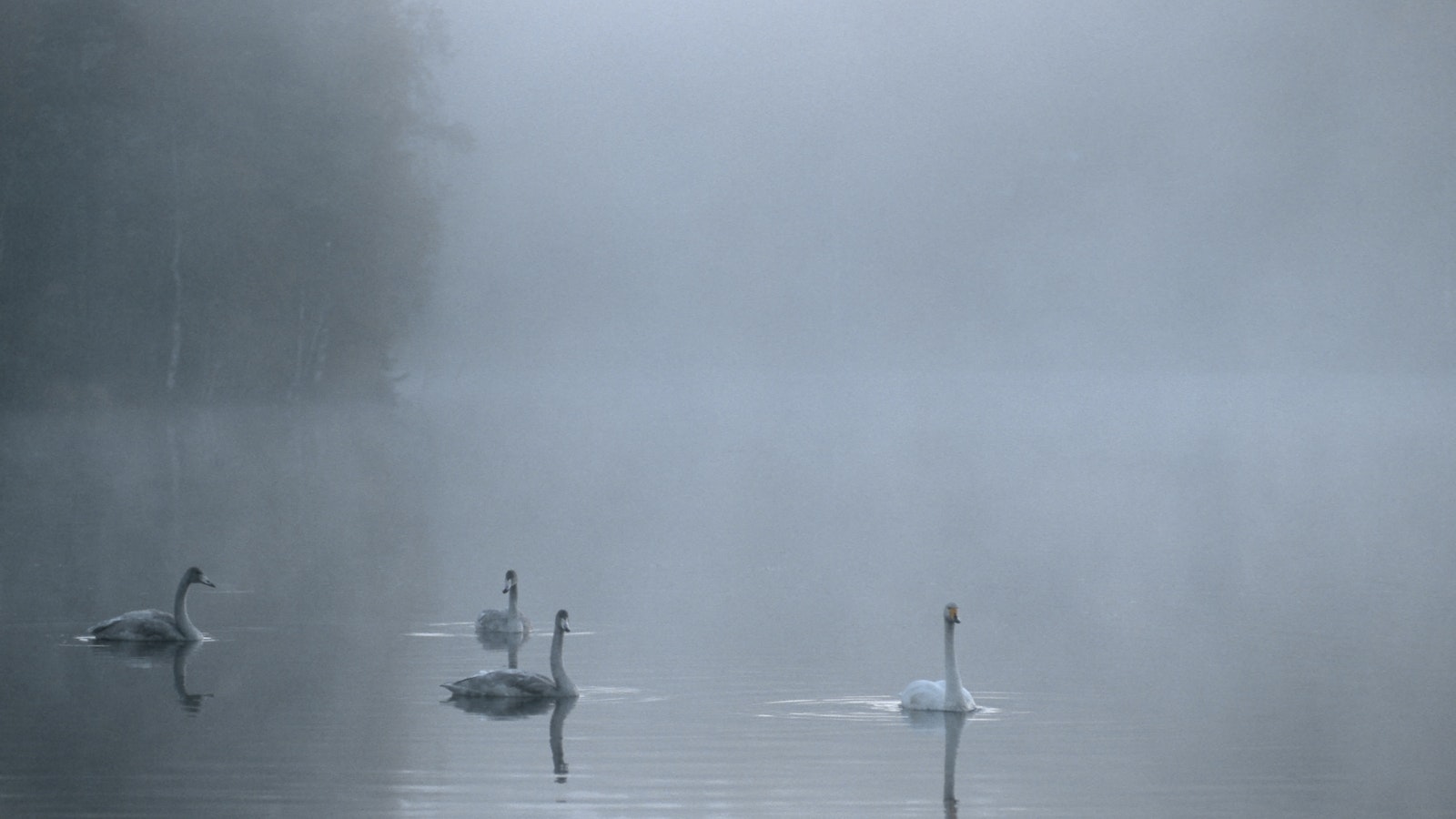Kauniaisissa pelastusoperaatio: Joutsenen siivessä lentoa haittaava uistin - Koti