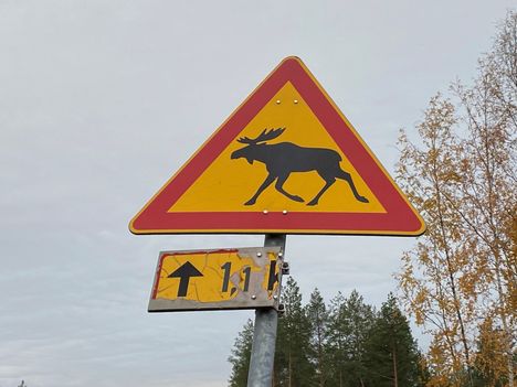 Nykyään Orell on entistä valppaampi, kun hän näkee hirvivaarakyltin.