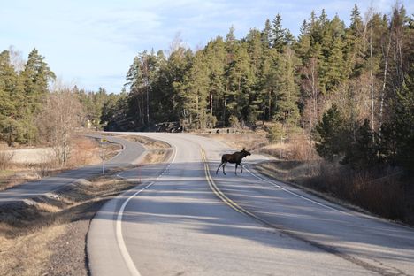 Vaarallisinta hirvikolariaikaa on tunti ennen auringonnousua ja tunti auringonlaskun jälkeen. Kuva ei liity jutun tapaukseen.